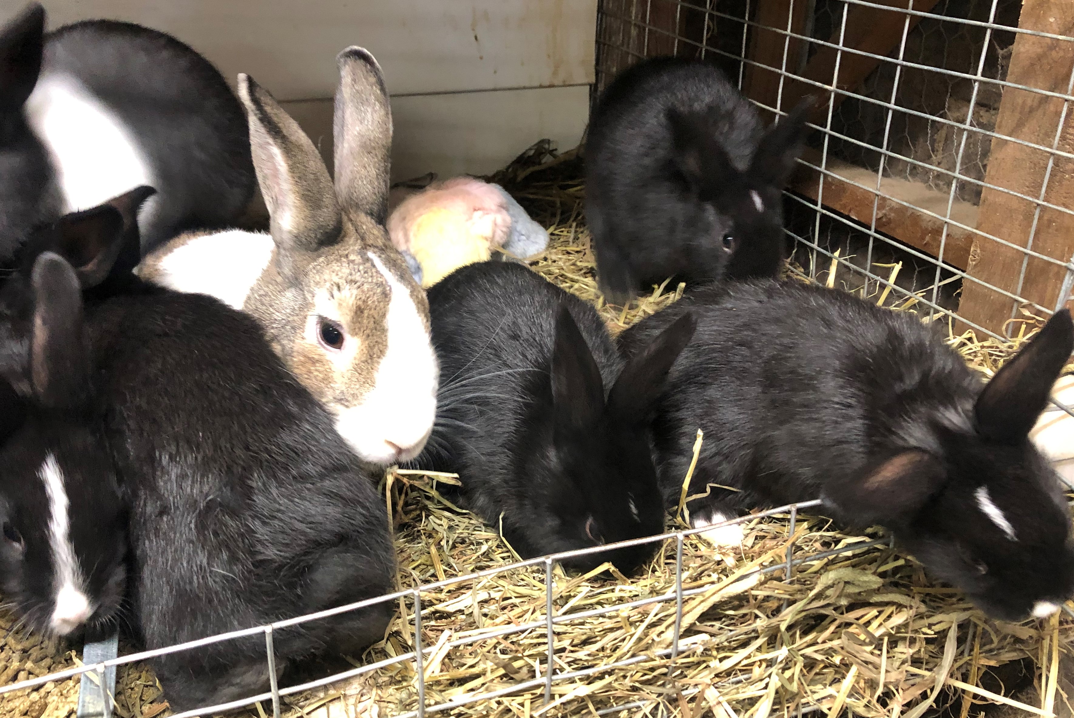 Rabbit ate dog food deals