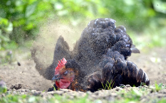 What is Dust Bathing (for Chickens)? | HomeDabbler.com
