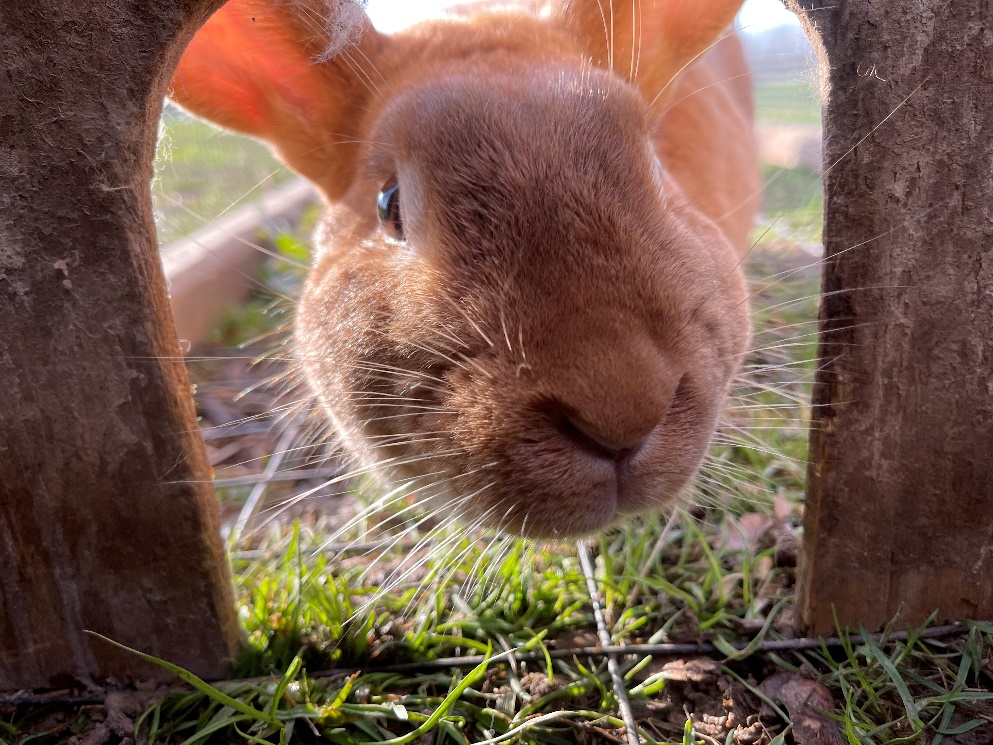 Meat bunny hot sale