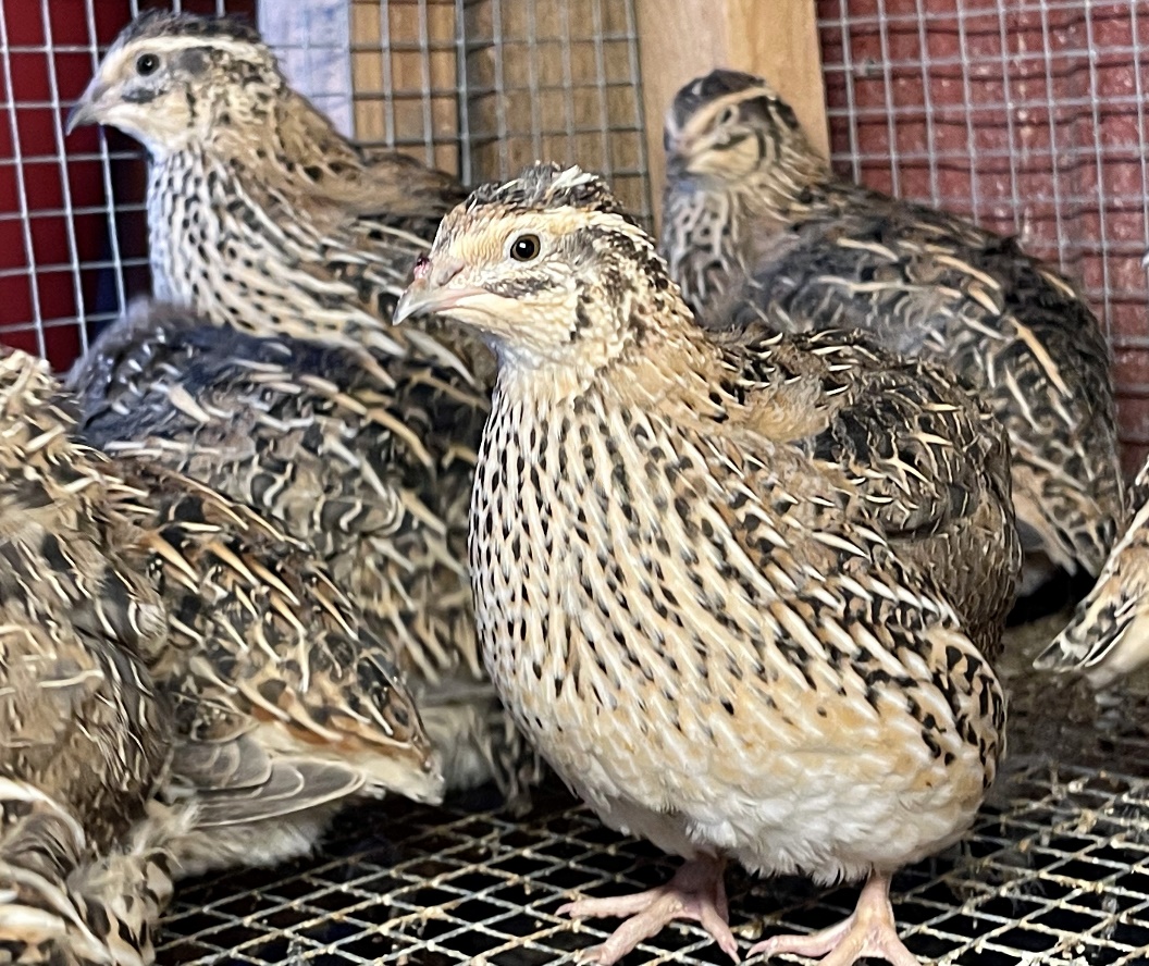 japanese quail farming